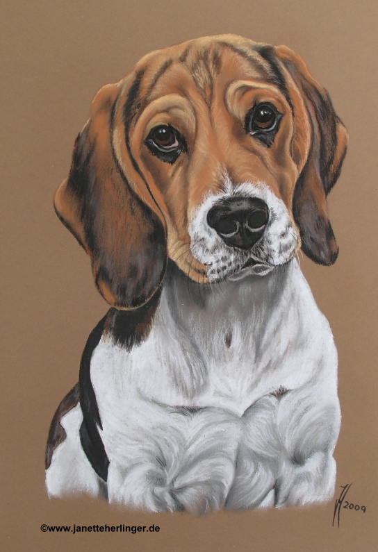 Kohle-/Pastellzeichnung Beagle